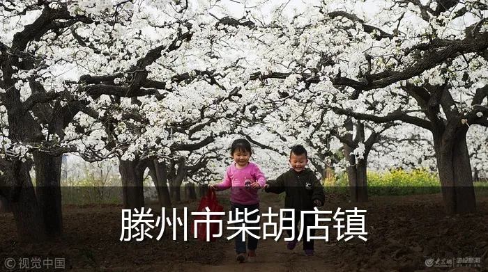 滕州市柴胡店镇